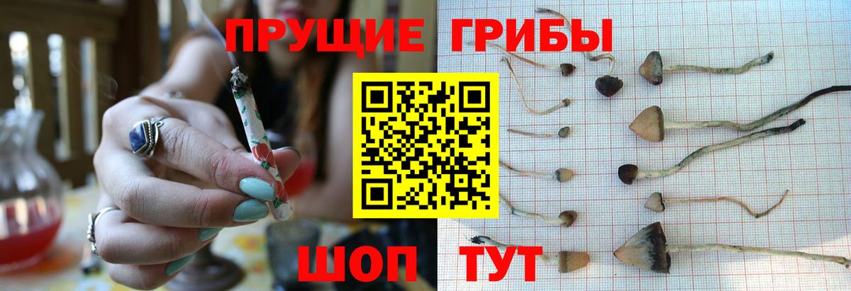 Псилоцибиновые грибы прущие грибы  хочу наркоту  Славгород  Вход с VPN 